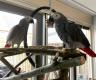 2 CONGO AFRICAN GREY MALE AND FEMALE