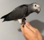 African Grey Parrot : ALEXA