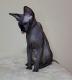 Sphynx Cats Available Nearby