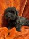 Scottish Terrier Puppies for Sale