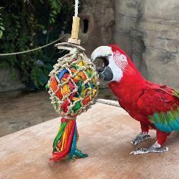 Tame Talking African Grey & Macaws Parrots